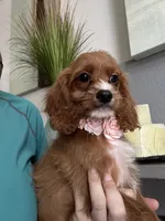 Gemma , a female Cavapoo for sale in Carlsbad, CA – 2 of 10