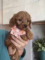 Ginger- red toy Cavapoo , a female Cavapoo for sale in Carlsbad, CA – 10 of 10