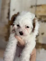 Sweet Pea , a female Cavapoo for sale in Carlsbad, CA – 9 of 10
