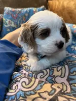 Clyde, a male Cavapoo for sale in Carlsbad, CA – 9 of 9