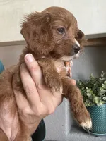 Toffee Toy Cavapoo girl , a female Cavapoo for sale in Carlsbad, CA – 2 of 9