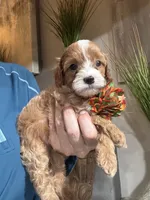 Penny Toy Cavapoo girl , a female Cavapoo for sale in Carlsbad, CA – 3 of 7