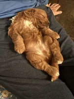 Buck, a male Cavapoo for sale in Carlsbad, CA – 4 of 10
