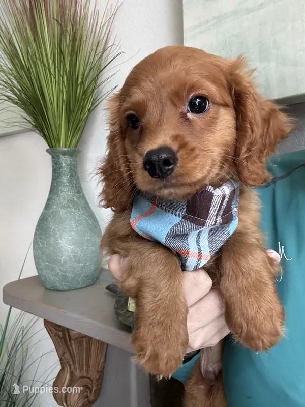Toby – Cavapoo puppy for sale in Carlsbad, CA