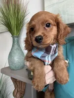 Toby, a male Cavapoo for sale in Carlsbad, CA – 1 of 10