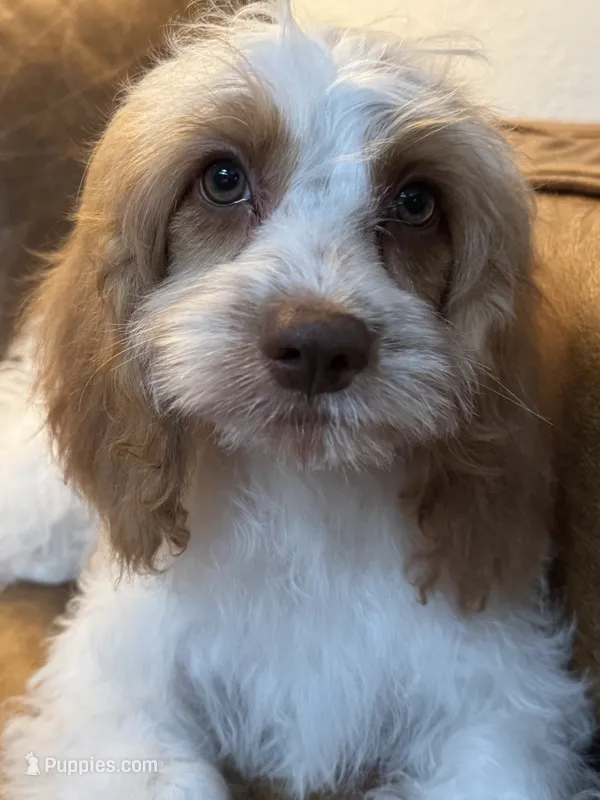 F1 Cavapoo girl Melissa – Cavapoo puppy for sale in Carlsbad, CA