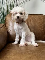 Fiona, a female Cavapoo and Poodle - Miniature  for sale in Carlsbad, CA – 5 of 10