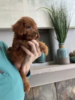 Bacon, a male Cavapoo for sale in Carlsbad, CA – 6 of 10