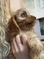 F1 Cavapoo boy Tomas, a male Cavapoo for sale in Carlsbad, CA – 2 of 10
