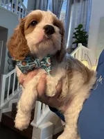 Finnick, a male Cavapoo for sale in Carlsbad, CA – 8 of 10