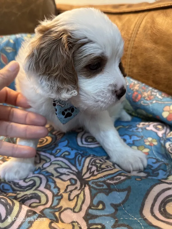 Clyde – Cavapoo puppy for sale in Carlsbad, CA