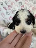 Toy Cavapoo girl 2, a female Cavapoo for sale in Carlsbad, CA – 2 of 10