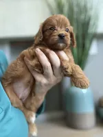 Bella, a male Cavapoo for sale in Carlsbad, CA – 4 of 10