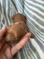 Red Cavapoo boy 1, a male Cavapoo for sale in Carlsbad, CA – 4 of 10