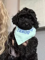 Rare black Toy Cavapoo boy 3, a male Cavapoo for sale in Carlsbad, CA – 6 of 10