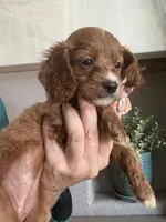 Toffee Toy Cavapoo girl , a female Cavapoo for sale in Carlsbad, CA – 4 of 9