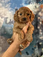 Poppy- mini Cavapoo girl will be 12-14 lbs , a female Cavapoo for sale in Carlsbad, CA – Photo 2 of 8