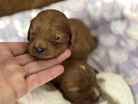 Poppy , a female Cavapoo for sale in Carlsbad, CA – Photo 6 of 10