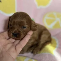 Poppy- mini Cavapoo girl will be 12-14 lbs , a female Cavapoo for sale in Carlsbad, CA – Photo 8 of 8