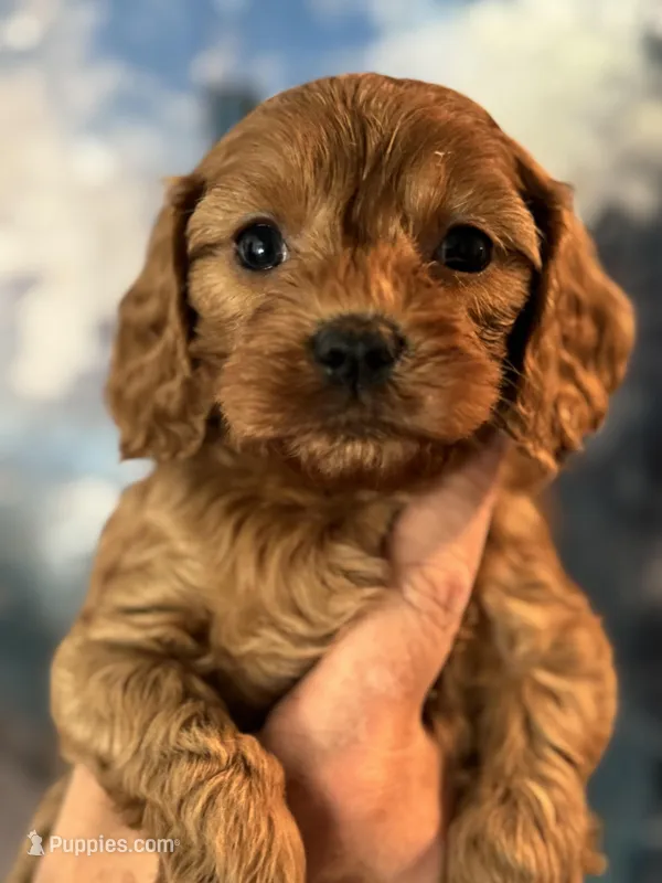Poppy  – Cavapoo puppy for sale in Carlsbad, CA