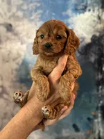 Poppy- mini Cavapoo girl will be 12-14 lbs , a female Cavapoo for sale in Carlsbad, CA – Photo 6 of 8