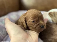 Poppy , a female Cavapoo for sale in Carlsbad, CA – Photo 5 of 10