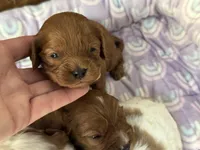 Poppy , a female Cavapoo for sale in Carlsbad, CA – Photo 4 of 10