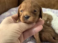 Poppy , a female Cavapoo for sale in Carlsbad, CA – Photo 3 of 10