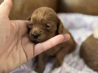 Poppy , a female Cavapoo for sale in Carlsbad, CA – Photo 7 of 10