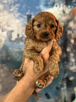 Poppy- mini Cavapoo girl will be 12-14 lbs , a female Cavapoo for sale in Carlsbad, CA – Photo 4 of 8
