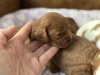 Poppy , a female Cavapoo for sale in Carlsbad, CA – Photo 10 of 10