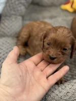 Poppy- mini Cavapoo girl will be 12-14 lbs , a female Cavapoo for sale in Carlsbad, CA – Photo 7 of 8