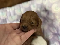 Poppy , a female Cavapoo for sale in Carlsbad, CA – Photo 8 of 10