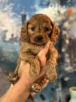 Poppy- mini Cavapoo girl will be 12-14 lbs , a female Cavapoo for sale in Carlsbad, CA – Photo 3 of 8