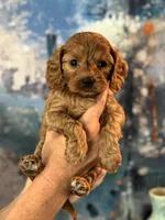 Poppy- mini Cavapoo girl will be 12-14 lbs , a female Cavapoo for sale in Carlsbad, CA – Photo 5 of 8