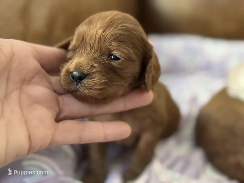 Poppy , a female Cavapoo for sale in Carlsbad, CA – Photo 1 of 10