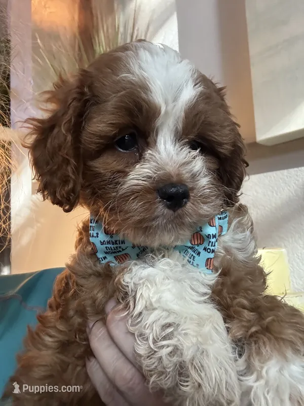 Tucker – Cavapoo puppy for sale in Carlsbad, CA