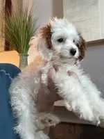 Sweet Pea teeny tiny toy F1 Cavapoo Girl , a female Cavapoo for sale in Carlsbad, CA – 8 of 10