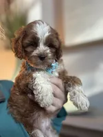 Tucker, a male Cavapoo for sale in Carlsbad, CA – 4 of 10