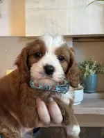 Henry, a male Cavapoo for sale in Carlsbad, CA – 2 of 10