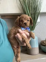 Toby- teeny tiny toy Cavapoo , a male Cavapoo for sale in Carlsbad, CA – 5 of 10