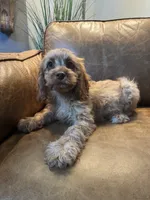 F1 Cavapoo boy Tomas, a male Cavapoo for sale in Carlsbad, CA – 4 of 10