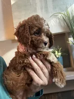 Willow, a female Cavapoo for sale in Carlsbad, CA – 6 of 10