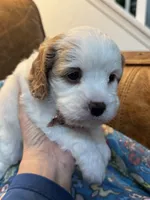 Bonnie, a female Cavapoo for sale in Carlsbad, CA – 5 of 10