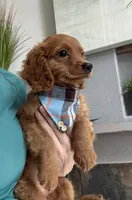 Toby, a male Cavapoo for sale in Carlsbad, CA – 2 of 10