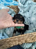 Toy Cavapoo boy 2, a male Cavapoo for sale in Carlsbad, CA – 7 of 9