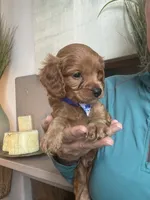 Toby red Cavapoo boy , a male Cavapoo for sale in Carlsbad, CA – 2 of 10