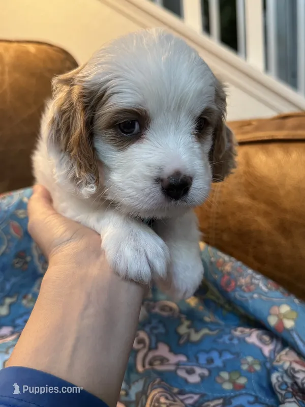 Clyde – Cavapoo puppy for sale in Carlsbad, CA