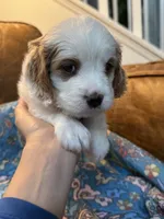 Clyde, a male Cavapoo for sale in Carlsbad, CA – 5 of 9