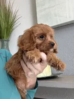 Kevin , a male Cavapoo for sale in Carlsbad, CA – 3 of 10
